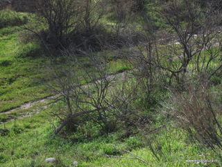 lle del Simeto-24-02-2013 09-59-18